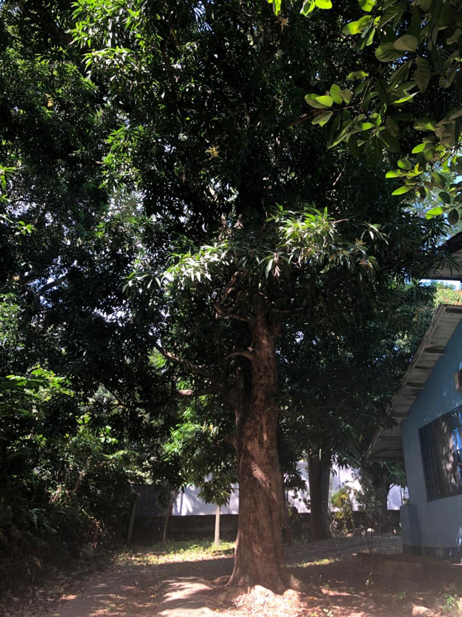 Hostal Juan Lindo San Pedro Sula Zewnętrze zdjęcie